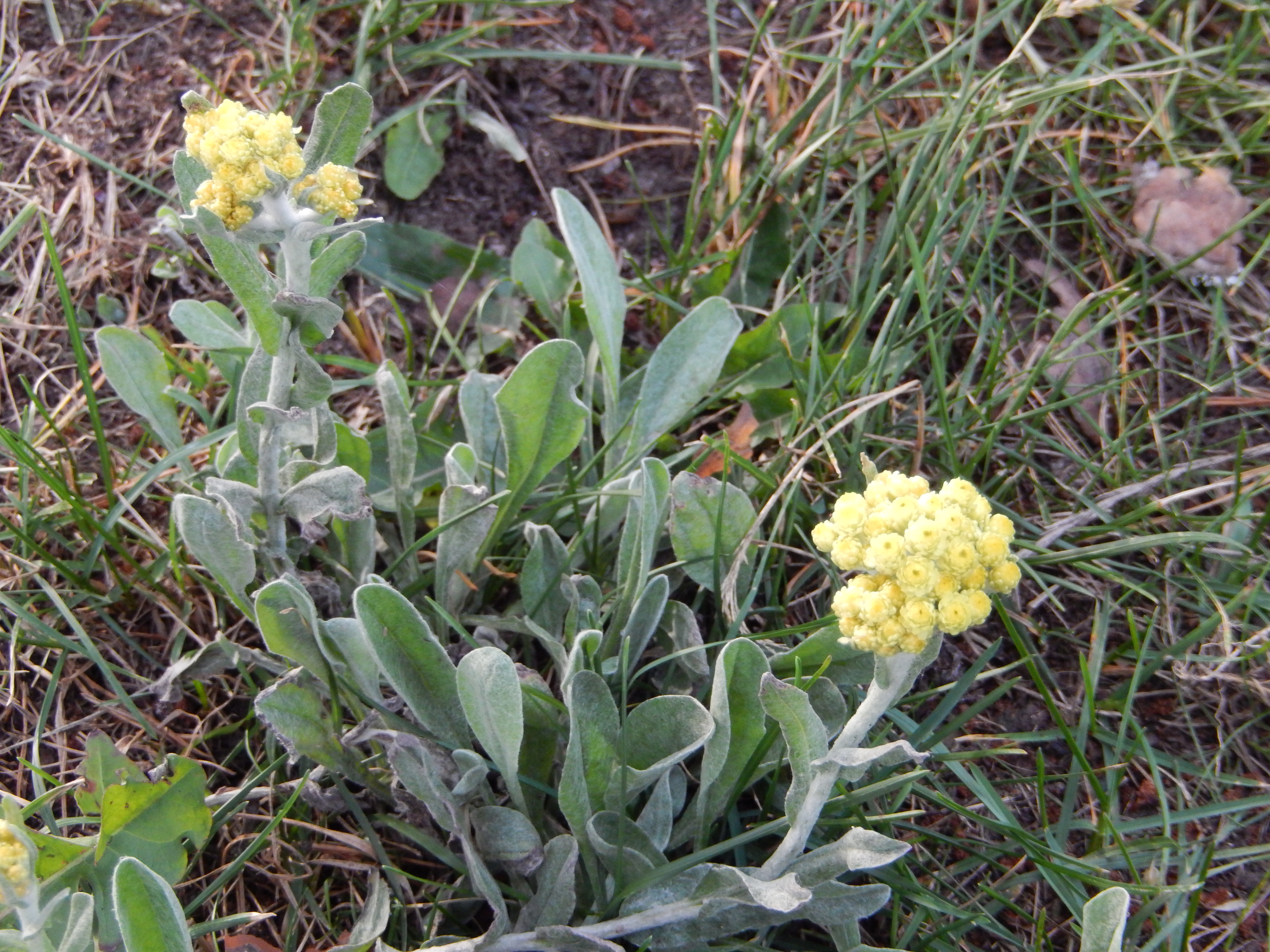 Blomma